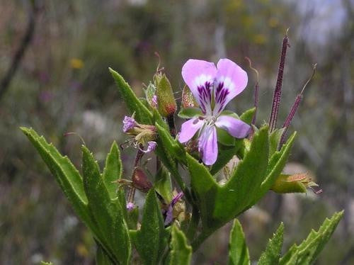 Pelargonium Scabrum - Indigenous South African Shrub - 5 Seeds