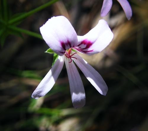 Pelargonium Tabulare - Indigenous South African Shrub - 5 Seeds