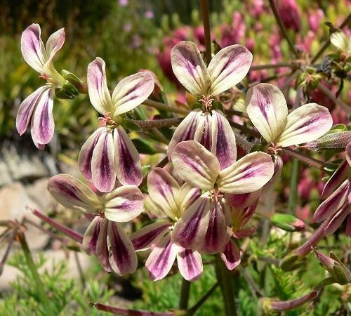 Pelargonium Triste - Indigenous South African Shrub - 5 Seeds