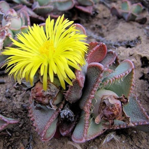 Faucaria Britteniae - Indigenous South African Succulent - 10 Seeds
