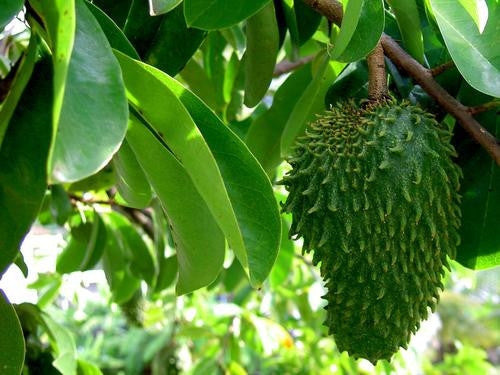 Annona Muricata - Exotic Edible Fruit - 5 Seeds