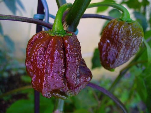 Trinidad 7 Pot Doughlah / Chocolate 7 Pod - Capsicum Chinense - Extra Hot Chilli Pepper - 5 Seeds