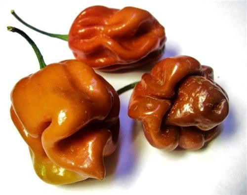 Trinidad 7 Pot Burgundy - Capsicum Chinense - Extra Hot Chilli Pepper - 5 Seeds