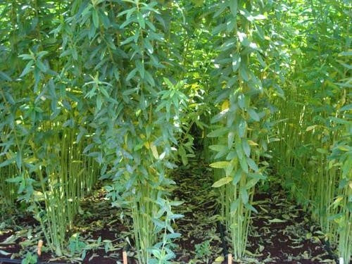 Sunhemp / Sunn hemp - Crotalaria Juncea - Green Manure