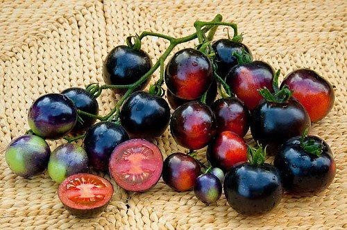 Indigo Rose Tomato - Lycopersicon Esculentum - Health Properties / NON GMO