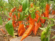 Aji Amarillo Pepper - Capsicum baccatum - Peruvian Chilli Pepper - 5 Seeds