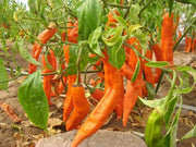 Aji Amarillo Pepper - Capsicum baccatum - Peruvian Chilli Pepper - 5 Seeds