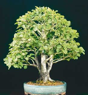 Japanese Alder - Alnus Japonica - Exotic Japanese Bonsai Tree - 5 Seeds