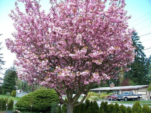 Pink Flowering Cherry - Prunus species - Ornamental Flowering Tree - 5 Seeds