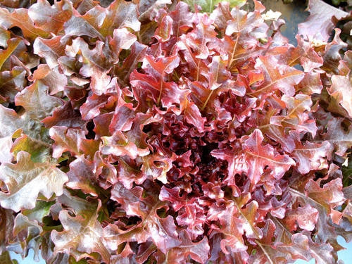 Salad Bowl Red Lettuce - Lactuca Sativa - Vegetable - 200 Seeds - ORGANIC