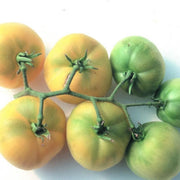 Garden Peach Tomato - Lycopersicon Esculentum - Heirloom Tomato - 5 Seeds
