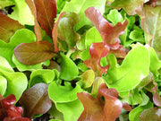 Lettuce Mesclun Mix - Mixed Salad Greens - Vegetable - 50 Seeds - ORGANIC