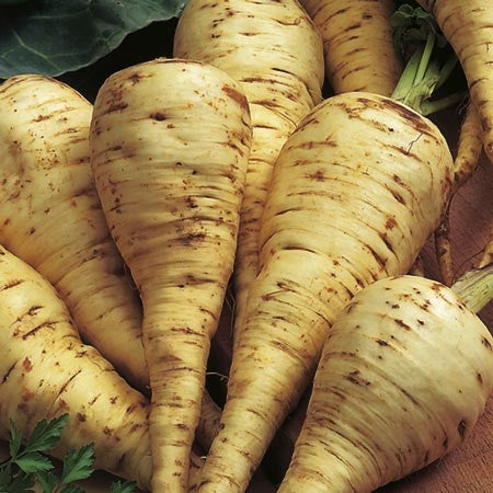 Parsnip White Gem - Pastinaca Sativa - Heirloom Vegetable - 100 Seeds