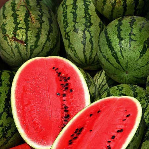 All Sweet Watermelon - Citrullus Lanatus - Fruit - 15 Seeds