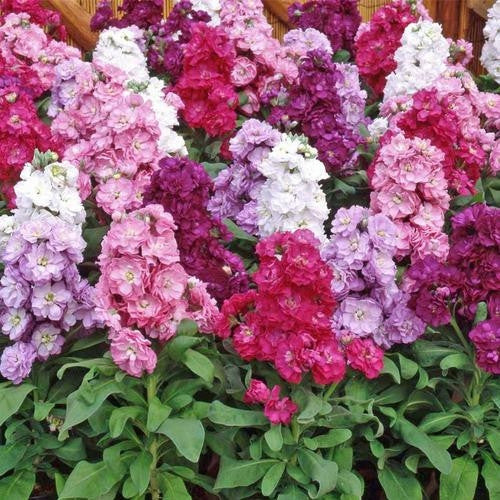 Stocks Dwarf Ten Weeks - Matthiola Incana - Fragrant Annual Flower - 200 Seeds