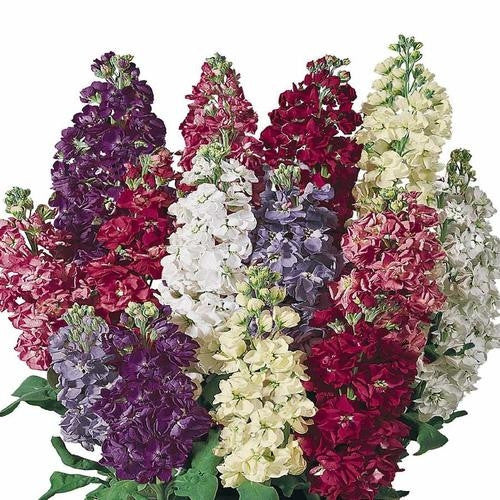 Stocks Giant Imperial Mix - Matthiola Incana - Fragrant Annual Flower - 200 Seeds