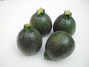 Round Zucchini - Cucurbita Pepo - Unique Vegetable - 10 Seeds