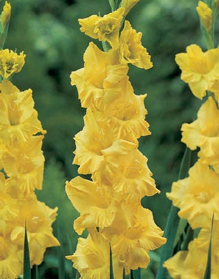Gladiolus - Gladioli - Morning Gold- Flower Bulbs (Not Seeds)