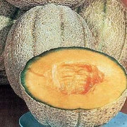 Hales Cantaloupe / Melon - Cucumis Melo - Vegetable / Fruit - 20 Seeds