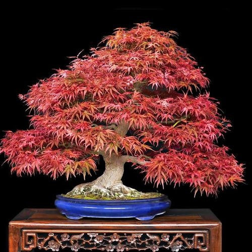 Japanese "Atropurpureum" Maple - Acer Palmatum Atropurpureum - Exotic Bonsai Tree - 5 Seeds