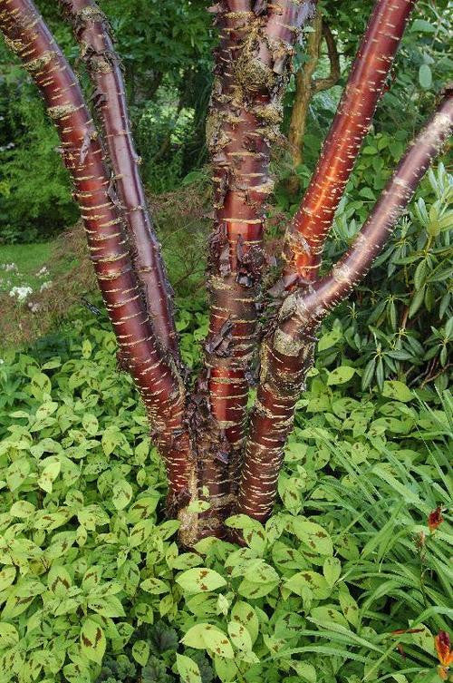 Shining Birch Bark Cherry Tree - Prunus Serrula Tibetica - Exotic Tree - 5 Seeds