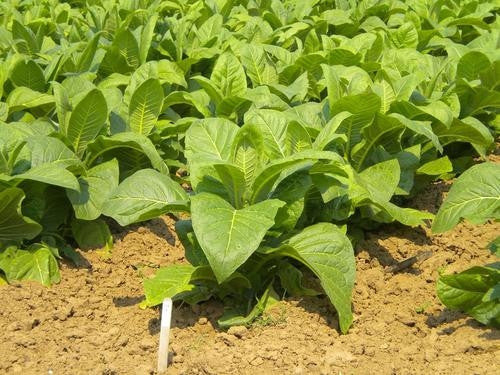 KY17 Kentucky Burley Tobacco - Nicotiana Tabacum - 50 Seeds