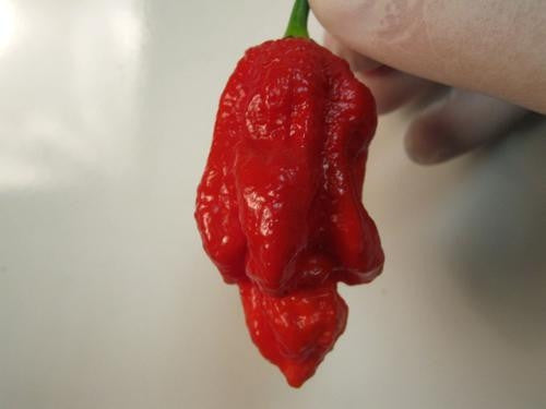 Trinidad Scorpion 7 Pot "Barrackpore" Strain - Capsicum Chinense - Extreme Chilli Pepper - 5 Seeds