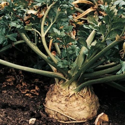 Zwolsche Krul Celeriac - Apium graveolens var. rapaceum - Vegetable - 100 Seeds