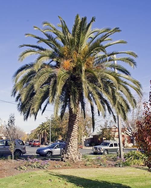Canary Islands Date Palm - Phoenix Canariensis - Exotic Palm - 10 Seeds