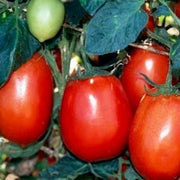 Rio Grande Tomato - Heirloom Vegetable - 50 Seeds