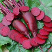 Cylindra Beetroot - Heirloom Vegetable - 50 Seeds