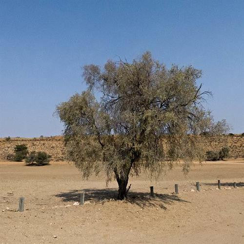 Vachellia / Acacia haematoxylon - Grey Camel Thorn / Giraffe Thorn - Indigenous South African Tree - 10 Seeds