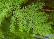 Asparagus Racemosus - Shatavari - Indigenous South African Shrub - 10 Seeds