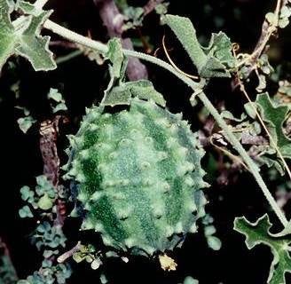 Cucumis Pustulatus - Wild Cucumber - Indigenous South African Shrub - 10 Seeds