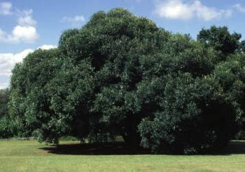 Olea Europaea ssp Africana - Wild Olive - Indigenous South African Tree - 10 Seeds