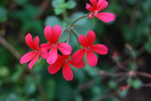 Pelargonium Tongaense - Tonga Pelargonium - Indigneous African Shrub - 10 Seeds