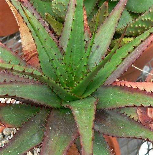 aloe vera plant south africa Aloe broomii Seeds