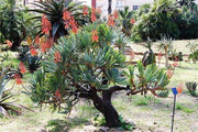 Aloe plicatilis - Fan Aloe - Indigenous South African Succulent - 10 Seeds