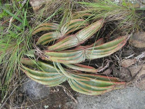 Aloe suprafoliata - Boekaalwyn - Indigenous South African Succulent - 10 Seeds