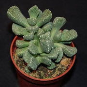 Aloinopsis luckhoffii - Indigenous South African Succulent - 10 Seeds