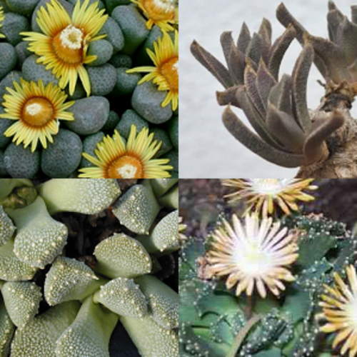 Aloinopsis mixture - Indigenous South African Succulent - 10 Seeds