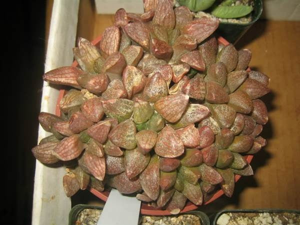 Anacampseros arachnoides - Indigenous South African Succulent - 10 Seeds