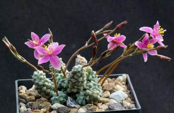 Anacampseros baeseckei - Indigenous South African Succulent - 10 Seeds