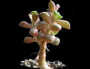 Anacampseros gracilis - Indigenous South African Succulent - 5 Seeds