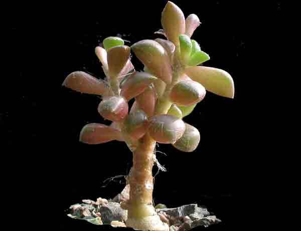 Anacampseros gracilis - Indigenous South African Succulent - 5 Seeds