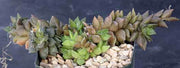 Anacampseros karasmontana - Indigenous South African Succulent - 10 Seeds