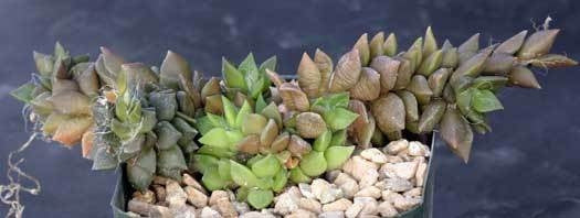 Anacampseros karasmontana - Indigenous South African Succulent - 10 Seeds