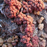 Anacampseros lubbersii - Indigenous South African Succulent - 10 Seeds