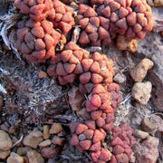 Anacampseros lubbersii - Indigenous South African Succulent - 10 Seeds