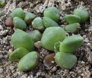 Anacampseros pisina - Indigenous South African Succulent - 10 Seeds